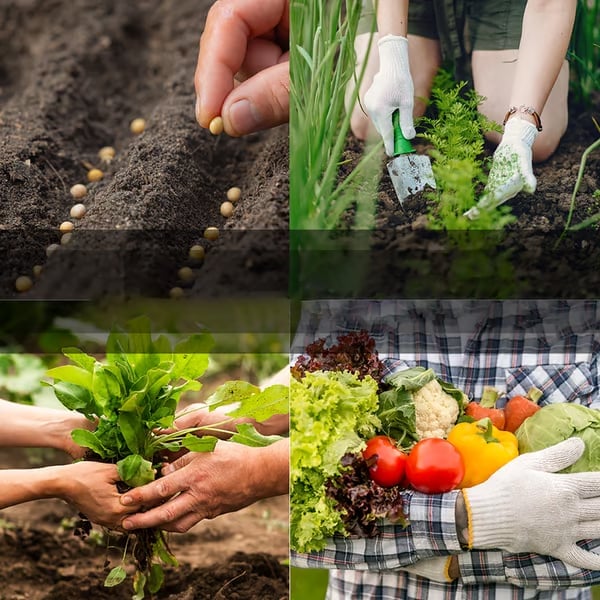 Last Day 49% OFF Vegetable Seed Vault Kit | 35 Variety Pack